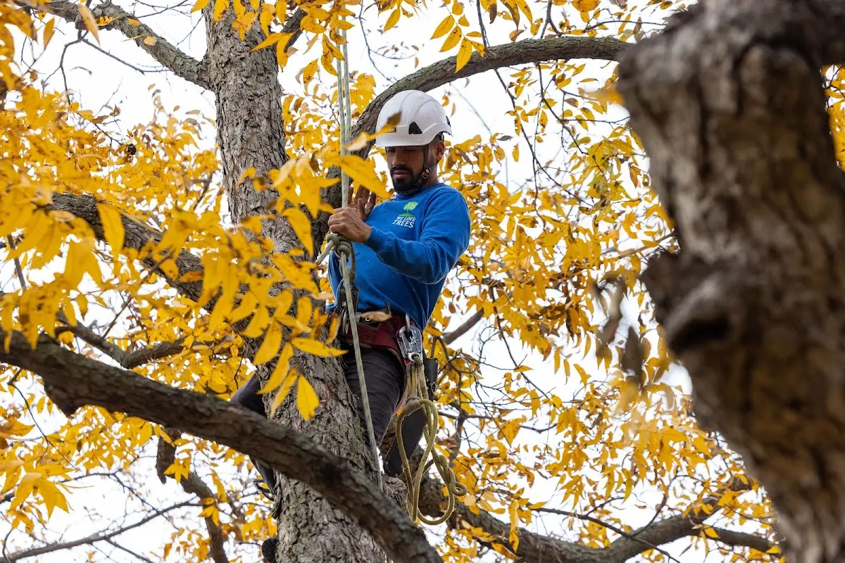 Skilled Tree Transplanting crew working in Galt